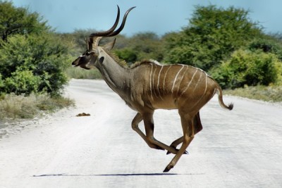 Kudu im Etosha Park.jpg