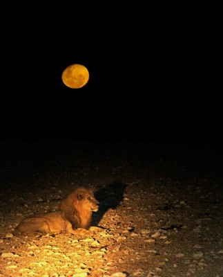 Vollmond mit Löwe im nächtlichen Etoshapark.jpg