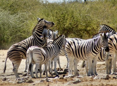 Zebras im Etosha Park.jpg