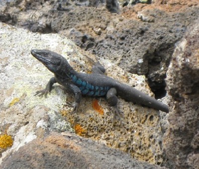 Echse auf Lanzarote.jpg