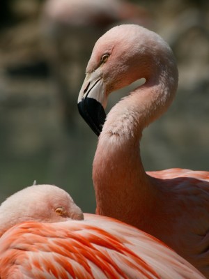 Gardasee7 021 Kopie.jpg