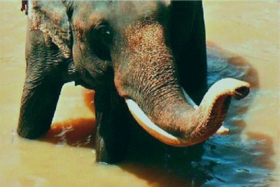 sri lanka 001667jo.jpg