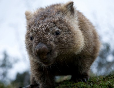 Wombat.jpg