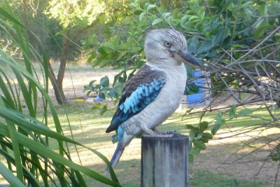 Koocaburra.JPG