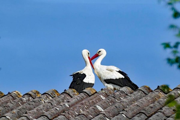 P1200575-1 (Copy) (Copy).jpg