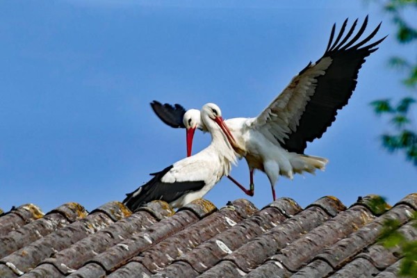 P1200581-1 (Copy) (Copy).jpg