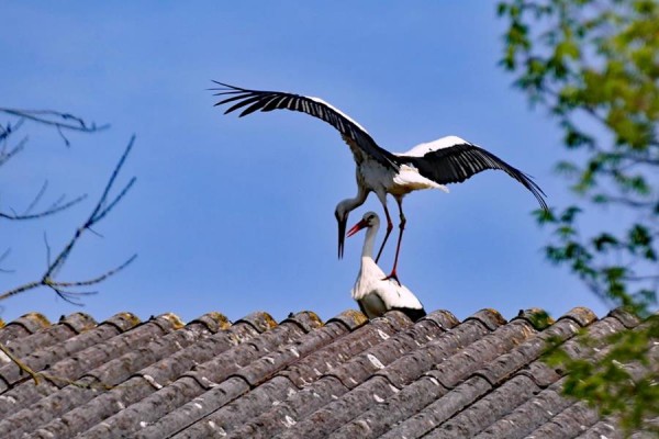 P1200586-1 (Copy) (Copy).jpg