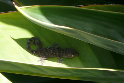 Gecko P1040832_2.jpg