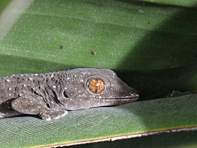 Gecko IMG_0712.JPG