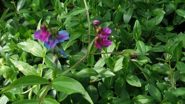 20200417_142804-Orchideen im Irrhain.jpg