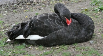 In London in einen Park.jpg