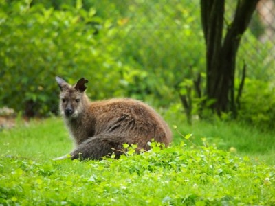 Kängeruh.jpg