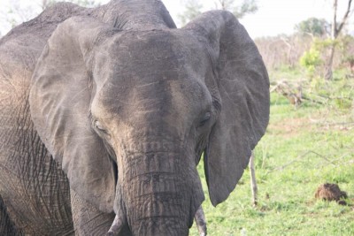 201012_Elefant2.JPG