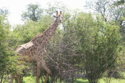 201012_Giraffe.JPG
