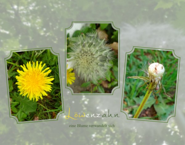Löwenzahn.jpg