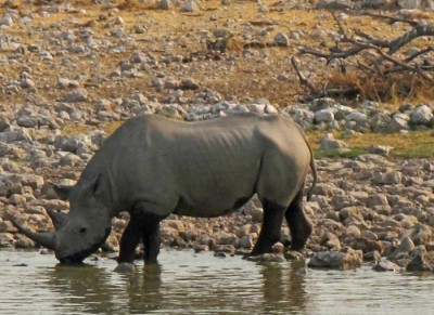 Nashorn Etosha.jpg