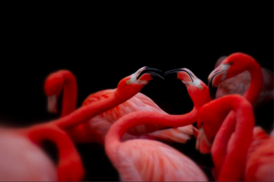 flamingos.png