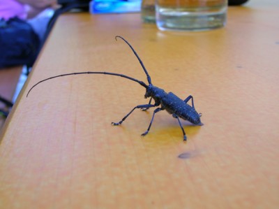 Gast bei der Brotzeit.jpg