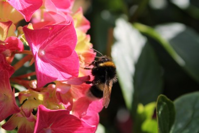 Hummel auf Hortensie.jpg