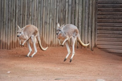 Känguru.JPG