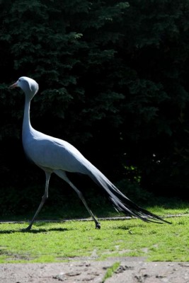 Unbekannter Vogel.JPG