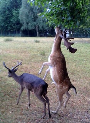 2013-07-28 17.46.16.jpg