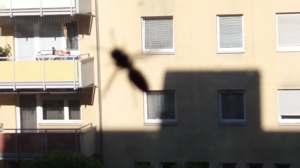 Wespe innen vor dem Fenster.jpg