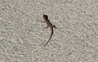 IMG_8650 - Kopie.JPG