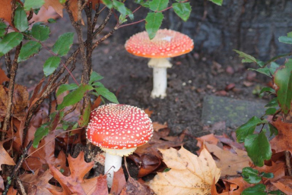 IMG_1965 (Custom).jpeg