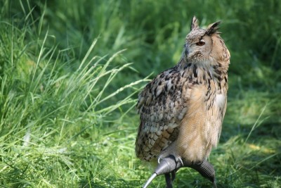 IMG_4850 (1280x853) (800x533).jpg