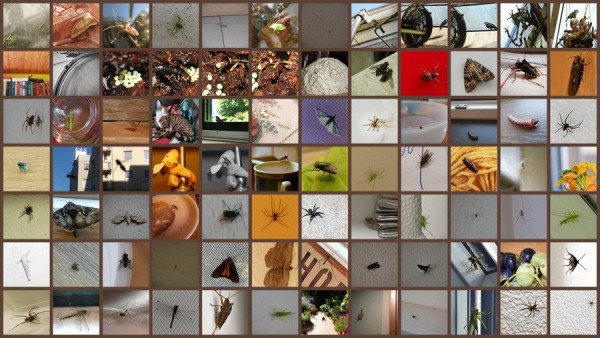 Challenge 20-08 Hausbesetzer.jpg