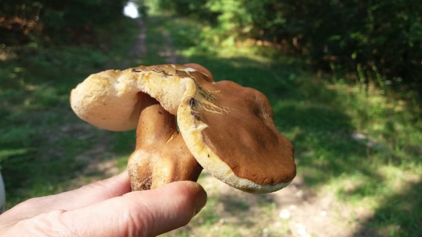 Zwillings Maronen - 20200905_154121.jpg