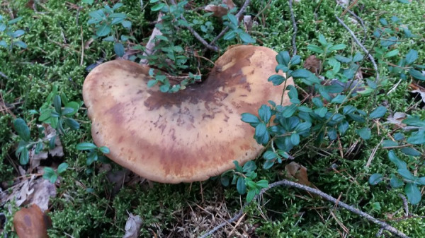 Pilz 3 - 20200905_153207.jpg