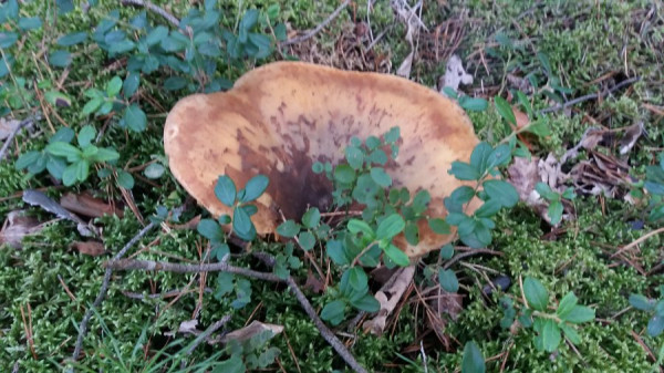 Pilz 2 - 20200905_153224.jpg