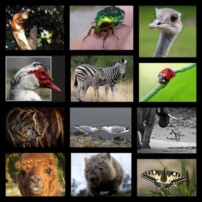 Challenge 07-2013-Auswahl.jpg