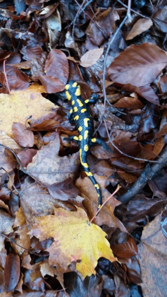20191103_141459 Salamander2.jpg