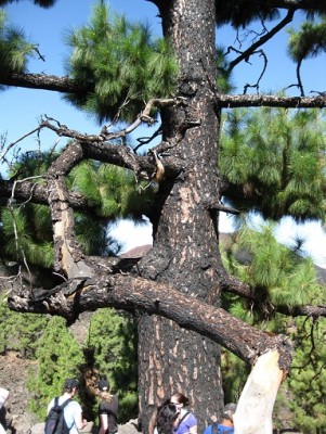 Die Kiefer erholt sich nach einen Brand.jpg