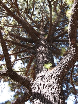 Kanarische Kiefer.jpg