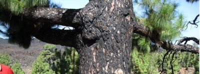 Nach einem Brand auf Tenriffa.jpg