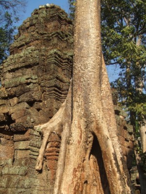 Wuergefeigen in Kambodscha.JPG