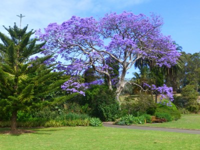 Jacaranda in Sydney.JPG