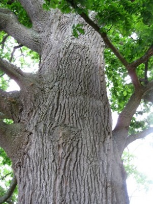 Am Ufer des Bodensees.jpg
