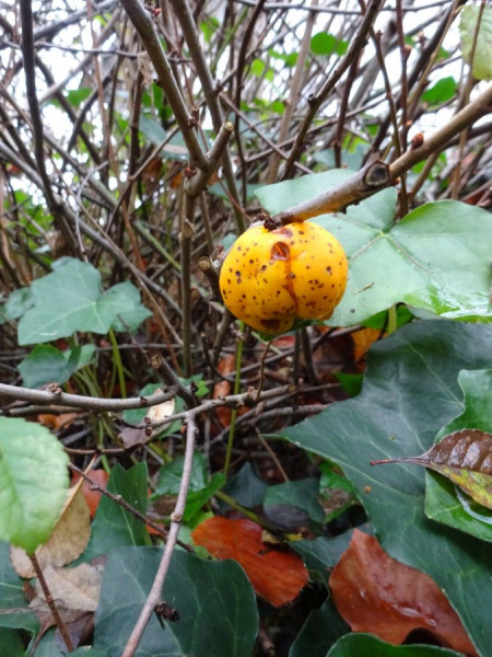 Zierquitte DSC02460s.JPG