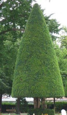 Formschnitt aus dem Hofgarten in Würzburg.jpg