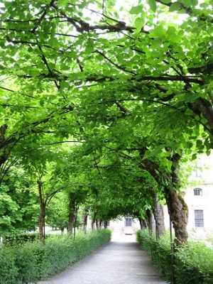 Laubengang im Hofgarten Würzburg.jpg