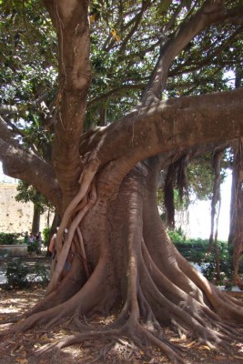 2011_0627Sizilien Syrakus Gummibaum.JPG