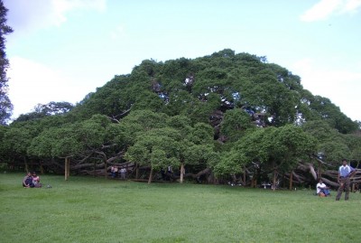 Urlaub Sri Lanka  29.10.-12.11.2006 238.jpg