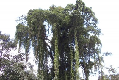 Urlaub Sri Lanka  29.10.-12.11.2006 250.jpg