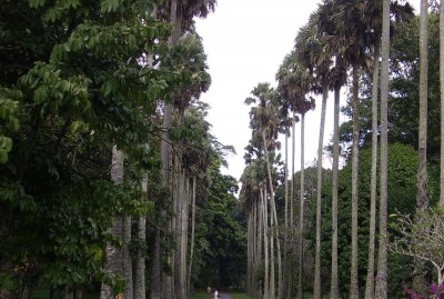 Urlaub Sri Lanka  29.10.-12.11.2006 252.jpg