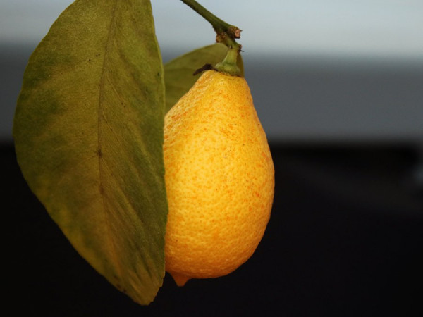 Zitrone.jpg